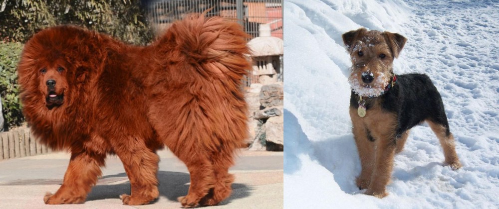 Welsh Terrier vs Himalayan Mastiff - Breed Comparison
