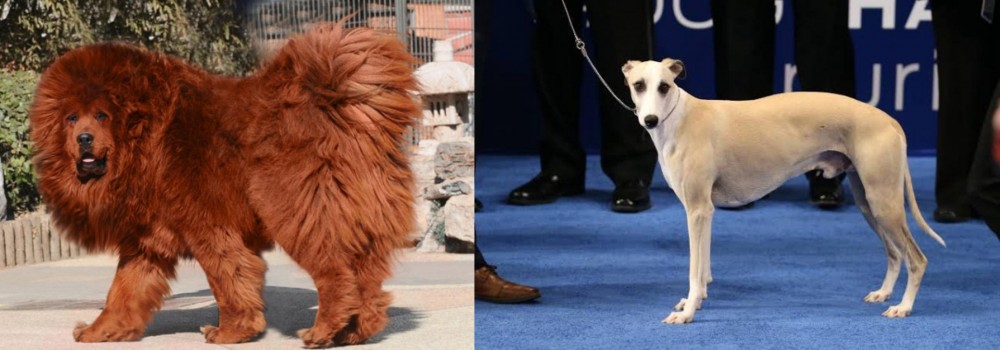 Whippet vs Himalayan Mastiff - Breed Comparison