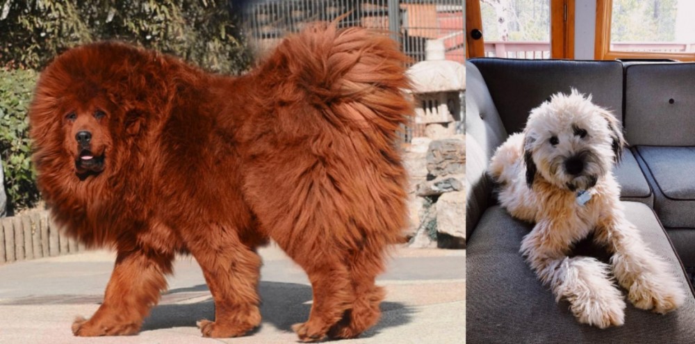 Whoodles vs Himalayan Mastiff - Breed Comparison