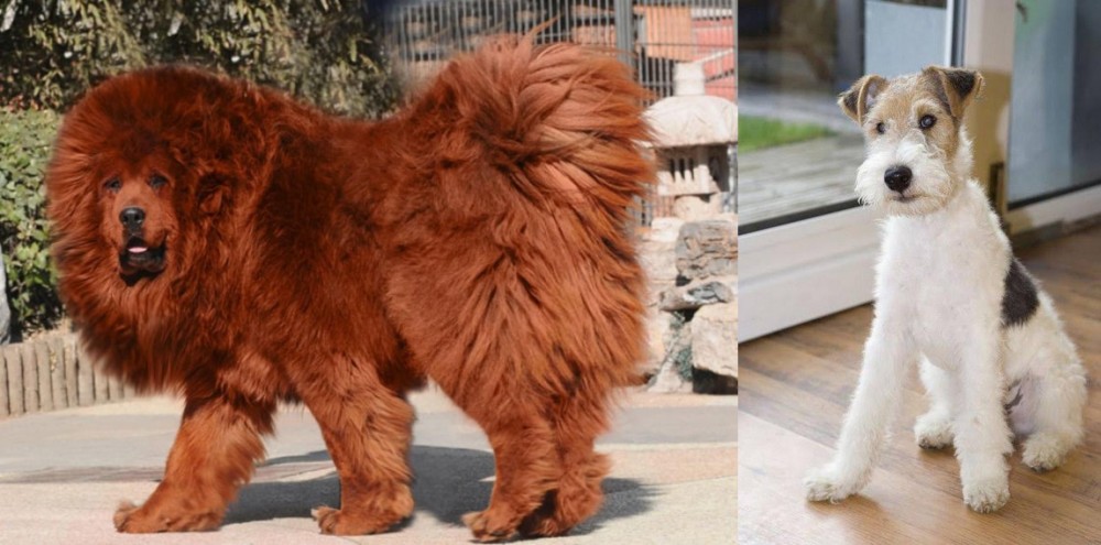 Wire Fox Terrier vs Himalayan Mastiff - Breed Comparison