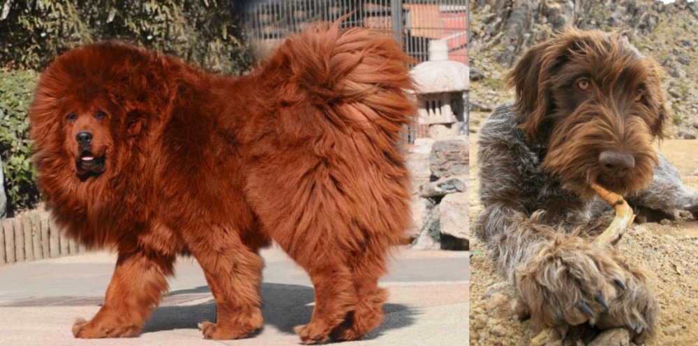 Wirehaired Pointing Griffon vs Himalayan Mastiff - Breed Comparison