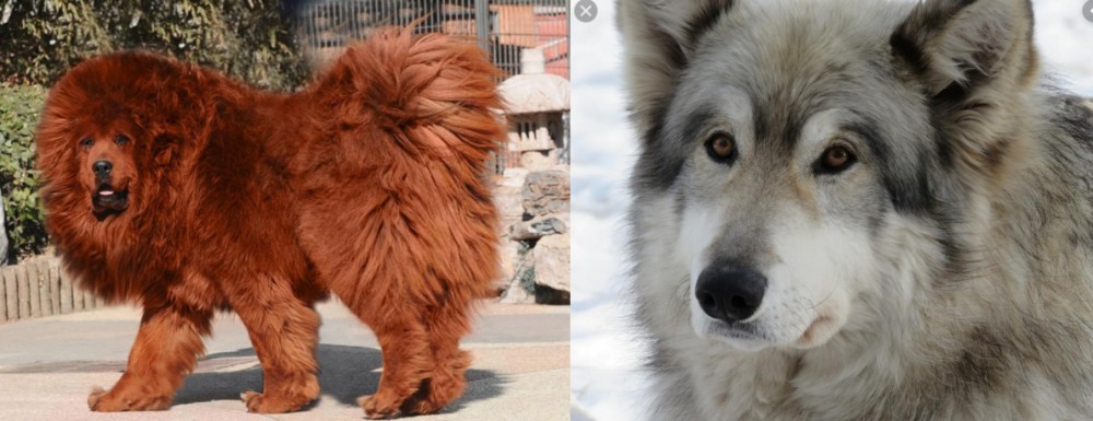 Wolfdog vs Himalayan Mastiff - Breed Comparison