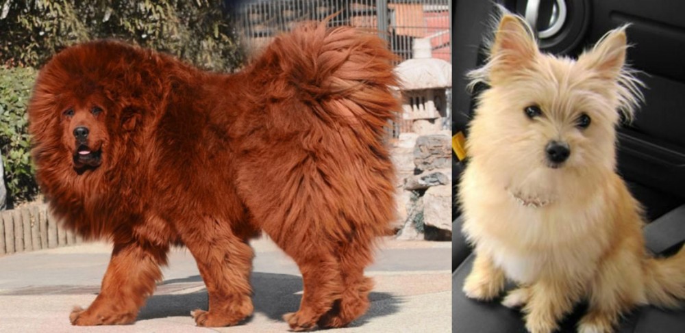 Yoranian vs Himalayan Mastiff - Breed Comparison