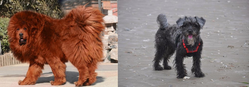 YorkiePoo vs Himalayan Mastiff - Breed Comparison