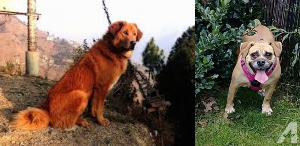 Beabull vs Himalayan Sheepdog - Breed Comparison