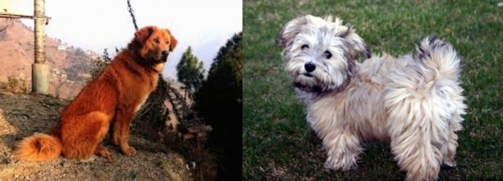 Havapoo vs Himalayan Sheepdog - Breed Comparison