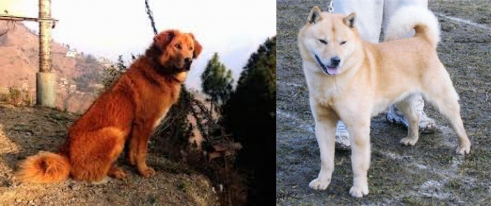 Hokkaido vs Himalayan Sheepdog - Breed Comparison