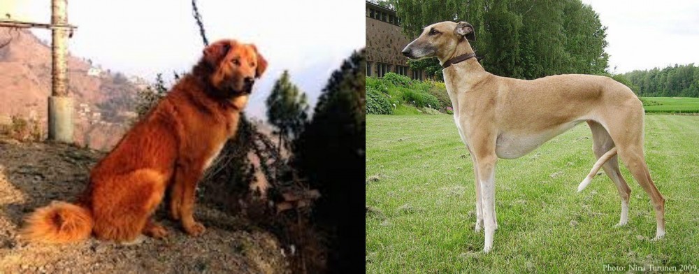 Hortaya Borzaya vs Himalayan Sheepdog - Breed Comparison