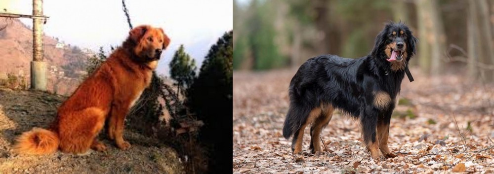 Hovawart vs Himalayan Sheepdog - Breed Comparison