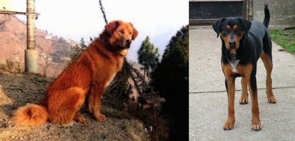 Hungarian Hound vs Himalayan Sheepdog - Breed Comparison