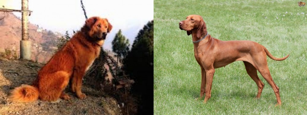 Hungarian Vizsla vs Himalayan Sheepdog - Breed Comparison