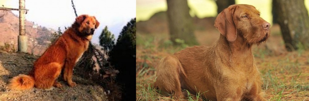 Hungarian Wirehaired Vizsla vs Himalayan Sheepdog - Breed Comparison