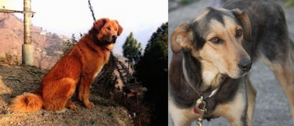 Huntaway vs Himalayan Sheepdog - Breed Comparison