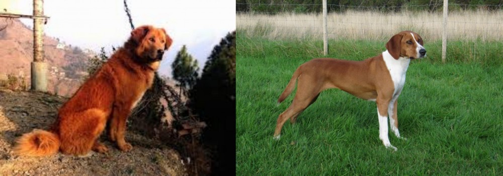 Hygenhund vs Himalayan Sheepdog - Breed Comparison