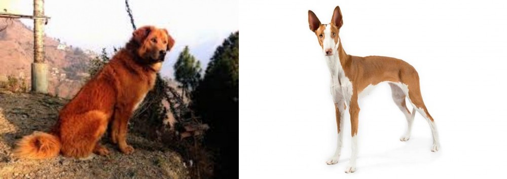 Ibizan Hound vs Himalayan Sheepdog - Breed Comparison