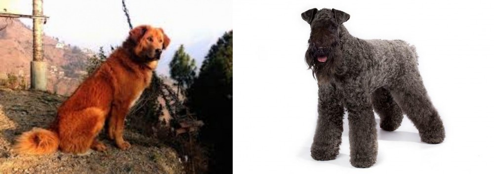Kerry Blue Terrier vs Himalayan Sheepdog - Breed Comparison