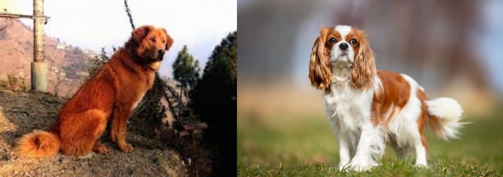 King Charles Spaniel vs Himalayan Sheepdog - Breed Comparison