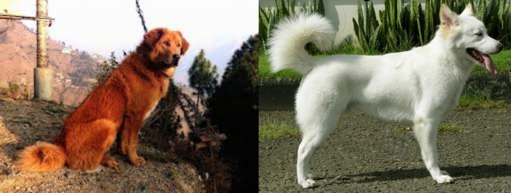 Kintamani vs Himalayan Sheepdog - Breed Comparison