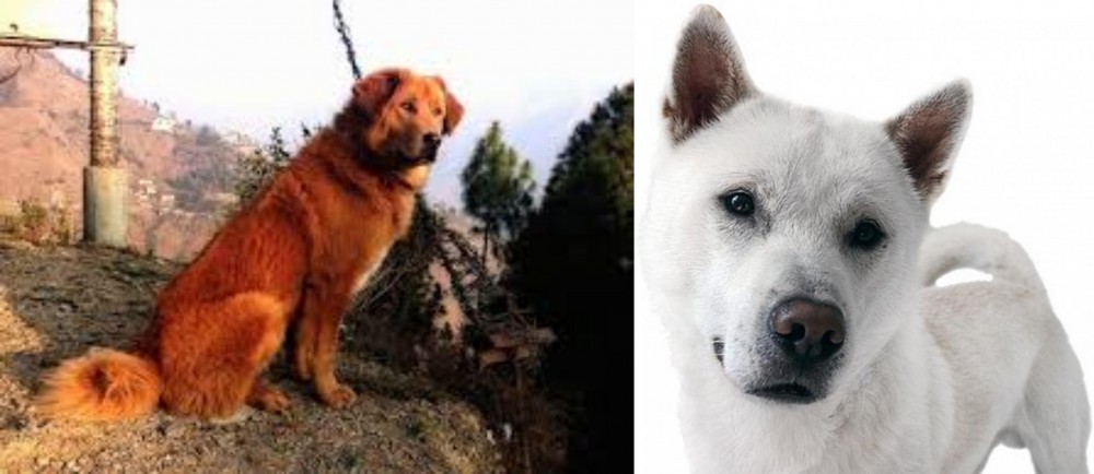 Kishu vs Himalayan Sheepdog - Breed Comparison