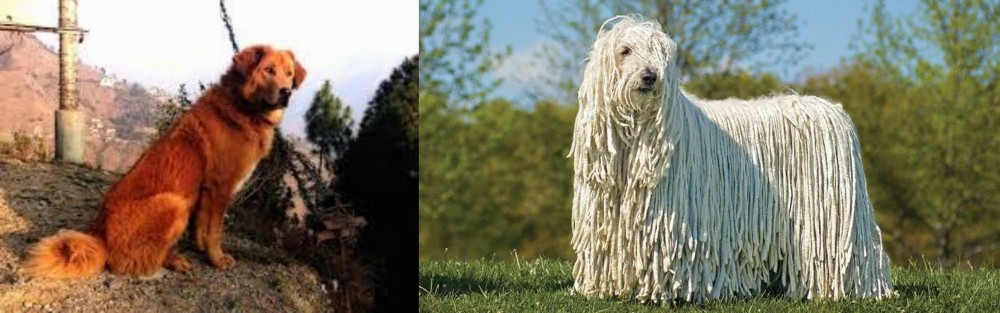 Komondor vs Himalayan Sheepdog - Breed Comparison