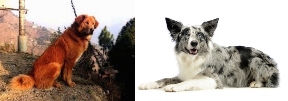 Koolie vs Himalayan Sheepdog - Breed Comparison