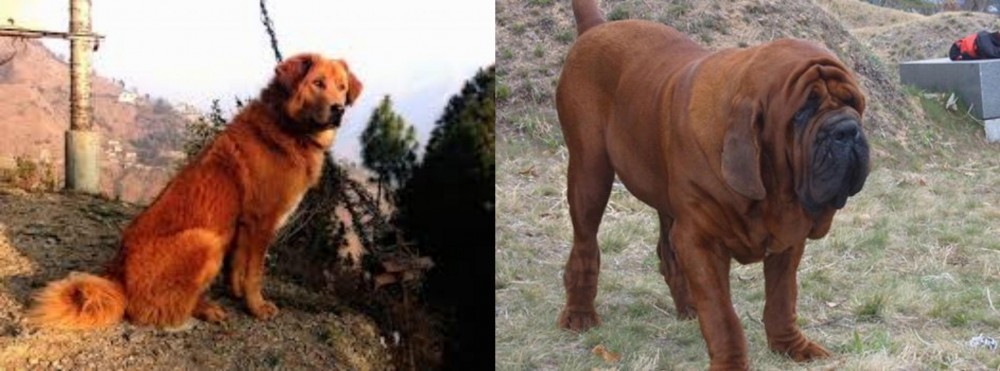 Korean Mastiff vs Himalayan Sheepdog - Breed Comparison