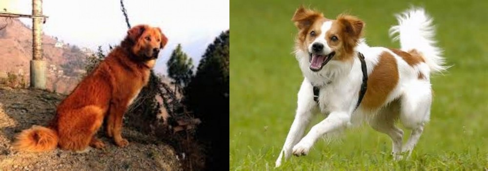 Kromfohrlander vs Himalayan Sheepdog - Breed Comparison