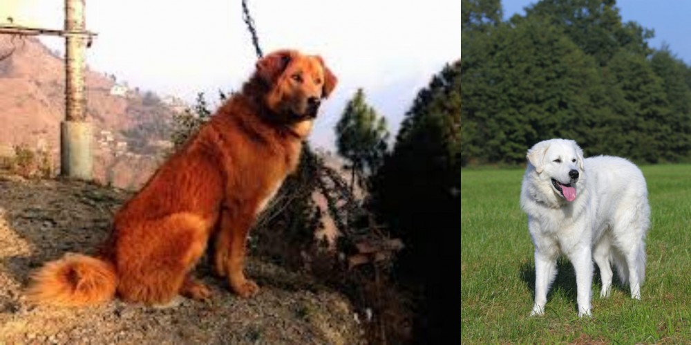 Kuvasz vs Himalayan Sheepdog - Breed Comparison