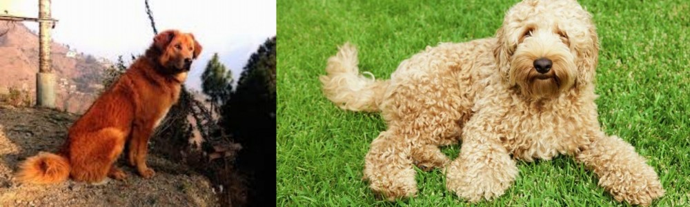 Labradoodle vs Himalayan Sheepdog - Breed Comparison