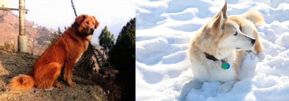 Labrador Husky vs Himalayan Sheepdog - Breed Comparison