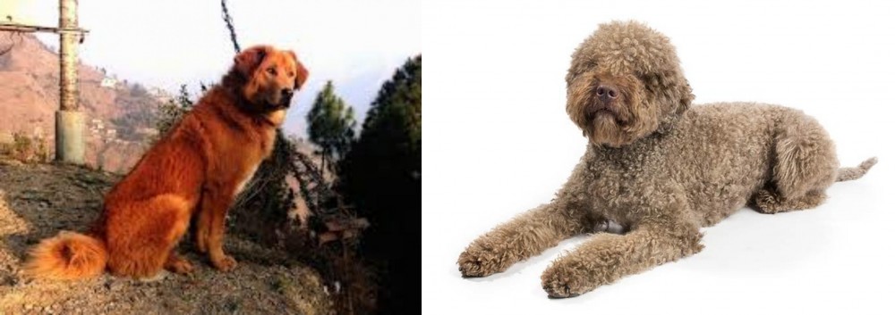 Lagotto Romagnolo vs Himalayan Sheepdog - Breed Comparison