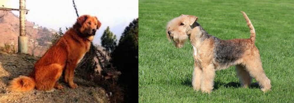 Lakeland Terrier vs Himalayan Sheepdog - Breed Comparison