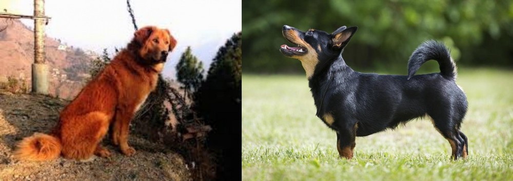 Lancashire Heeler vs Himalayan Sheepdog - Breed Comparison