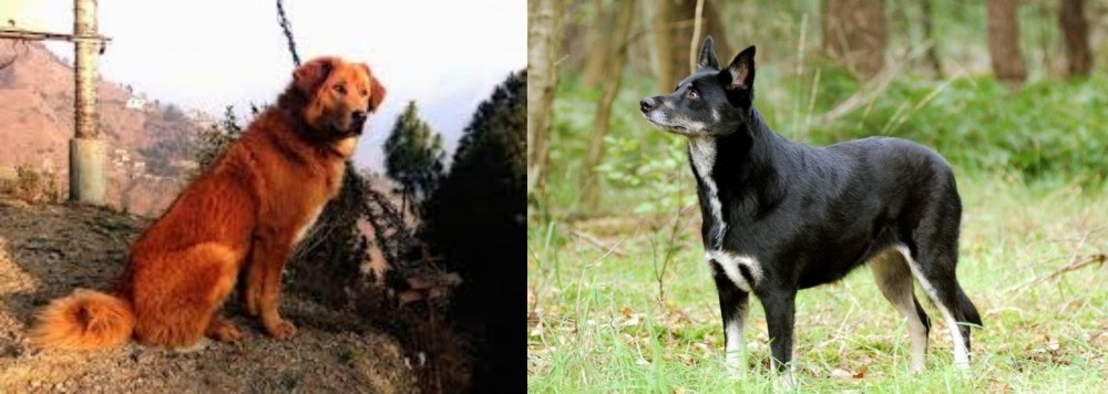 Lapponian Herder vs Himalayan Sheepdog - Breed Comparison