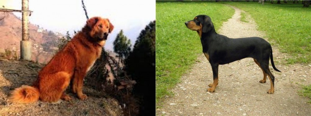 Latvian Hound vs Himalayan Sheepdog - Breed Comparison
