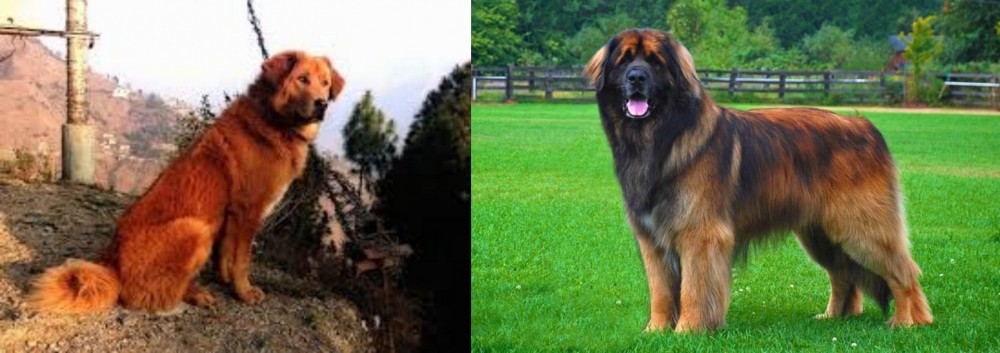 Leonberger vs Himalayan Sheepdog - Breed Comparison