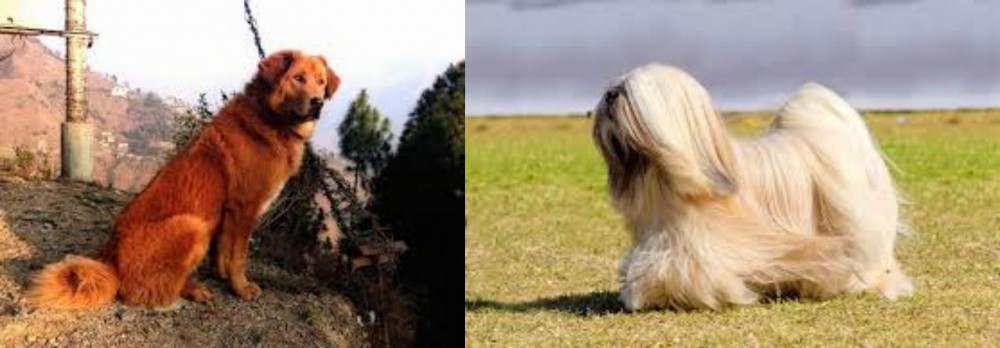 Lhasa Apso vs Himalayan Sheepdog - Breed Comparison