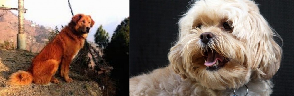 Lhasapoo vs Himalayan Sheepdog - Breed Comparison