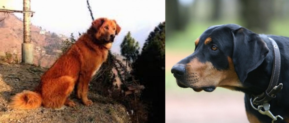 Lithuanian Hound vs Himalayan Sheepdog - Breed Comparison