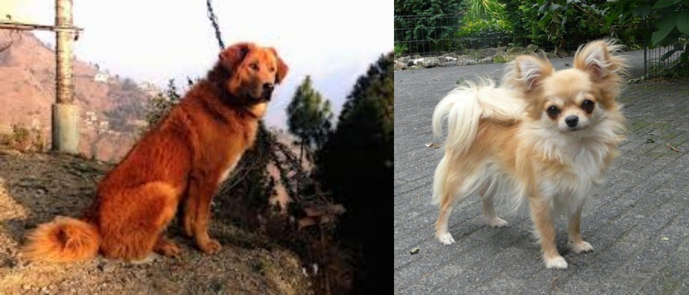 Long Haired Chihuahua vs Himalayan Sheepdog - Breed Comparison