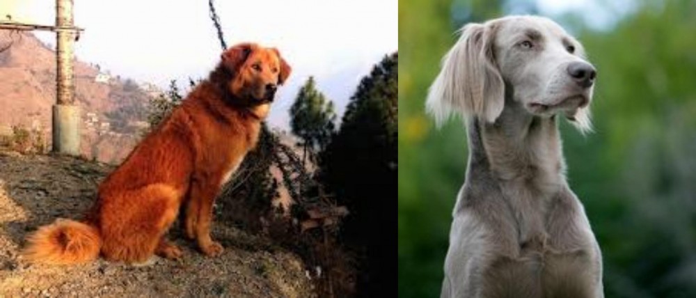 Longhaired Weimaraner vs Himalayan Sheepdog - Breed Comparison