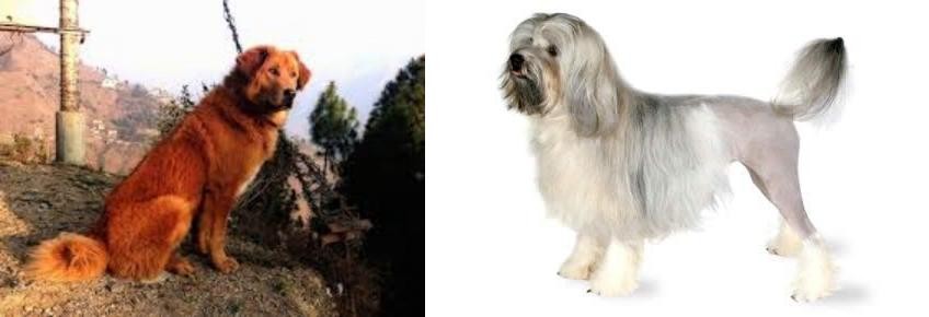 Lowchen vs Himalayan Sheepdog - Breed Comparison