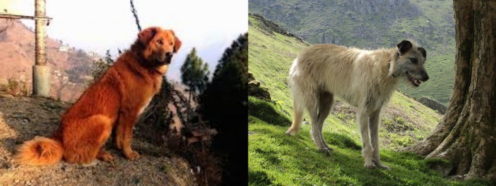 Lurcher vs Himalayan Sheepdog - Breed Comparison