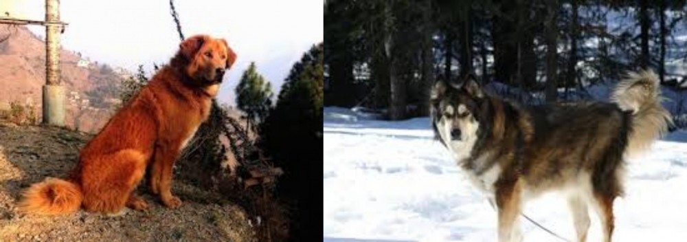 Mackenzie River Husky vs Himalayan Sheepdog - Breed Comparison