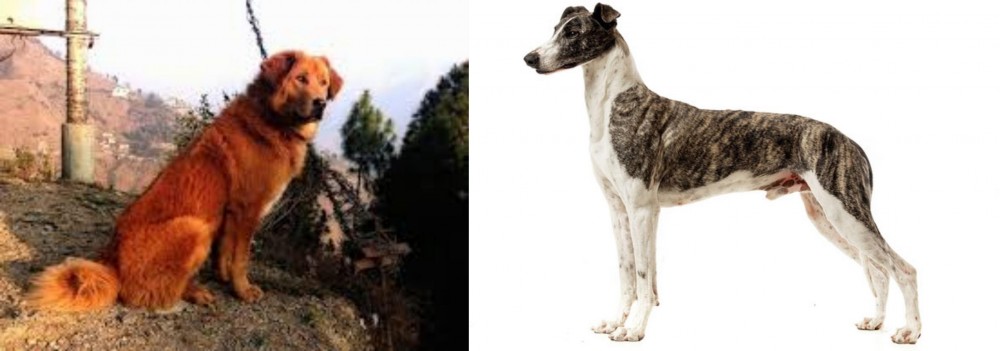 Magyar Agar vs Himalayan Sheepdog - Breed Comparison