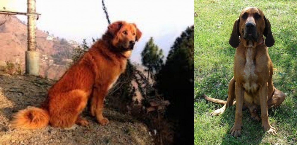 Majestic Tree Hound vs Himalayan Sheepdog - Breed Comparison