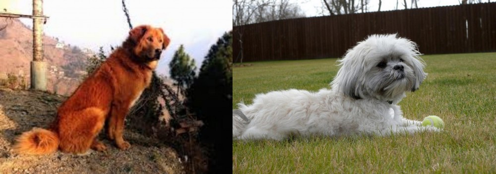 Mal-Shi vs Himalayan Sheepdog - Breed Comparison
