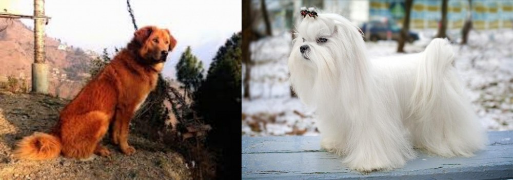 Maltese vs Himalayan Sheepdog - Breed Comparison