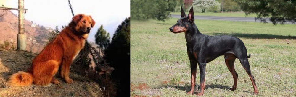Manchester Terrier vs Himalayan Sheepdog - Breed Comparison