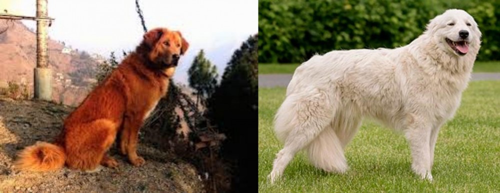 Maremma Sheepdog vs Himalayan Sheepdog - Breed Comparison